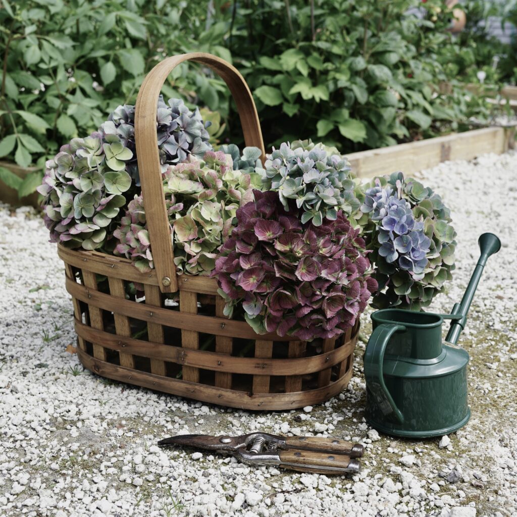 The Gardens and Wildlife of Old Forest School: A Thriving Oasis of Nature and History